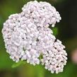 Řebříček obecný 'Summer Pastels' - Achillea millefolium 'Summer Pastels'