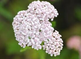 Řebříček obecný 'Summer Pastels' - Achillea millefolium 'Summer Pastels'