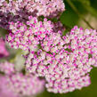 Řebříček obecný 'Summer Pastels' - Achillea millefolium 'Summer Pastels'