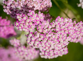 Řebříček obecný 'Summer Pastels' - Achillea millefolium 'Summer Pastels'