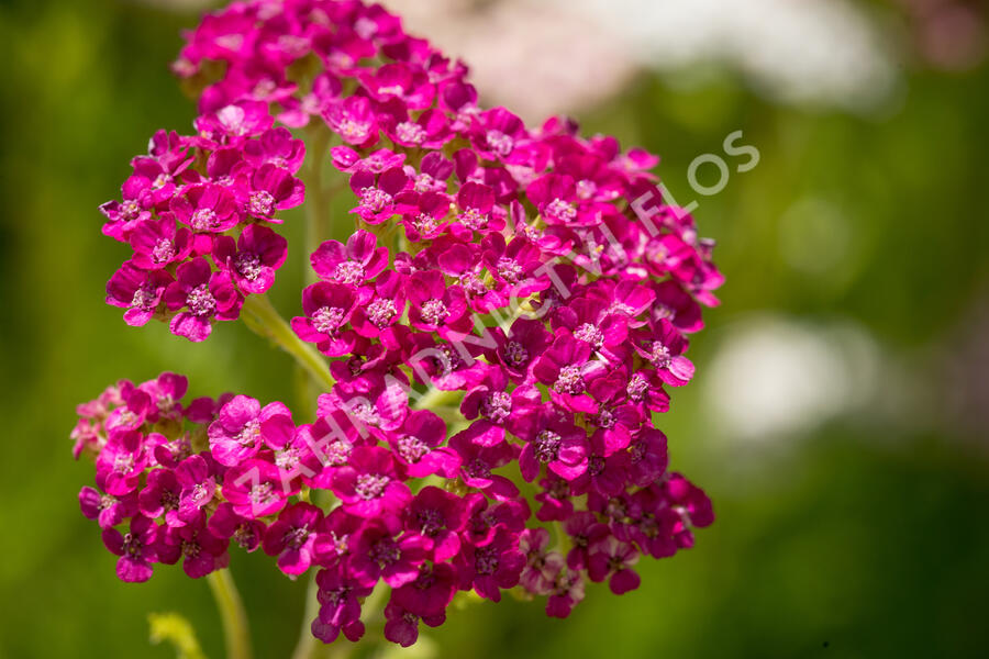 Řebříček obecný 'Summer Pastels' - Achillea millefolium 'Summer Pastels'