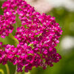 Řebříček obecný 'Summer Pastels' - Achillea millefolium 'Summer Pastels'