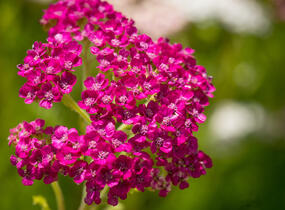 Řebříček obecný 'Summer Pastels' - Achillea millefolium 'Summer Pastels'