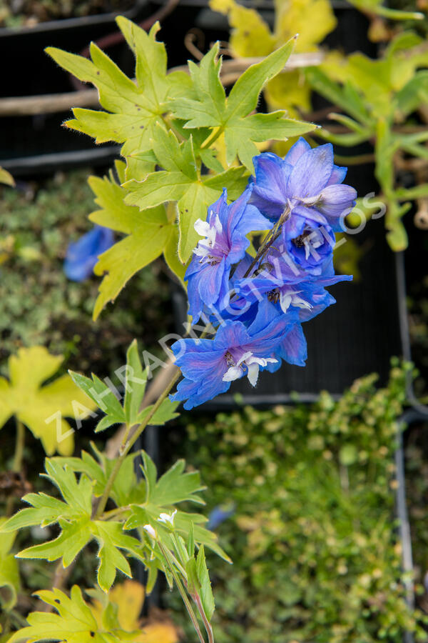 Ostrožka vyvýšená 'Royal Aspirations' - Delphinium elatum 'Royal Aspirations'