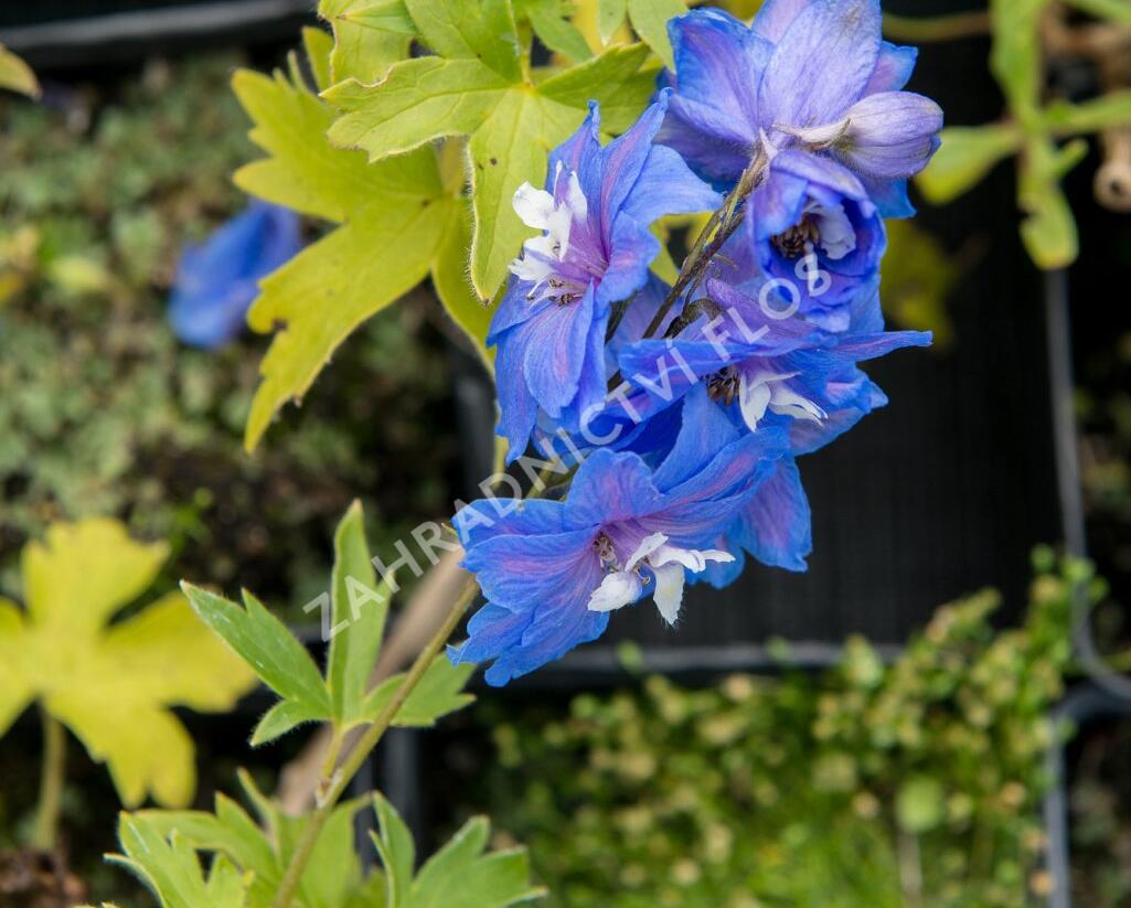Ostrožka vyvýšená 'Royal Aspirations' - Delphinium elatum 'Royal Aspirations'