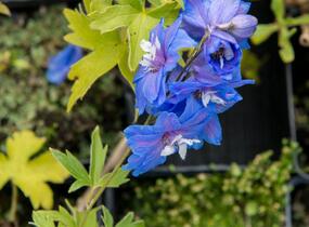 Ostrožka vyvýšená 'Royal Aspirations' - Delphinium elatum 'Royal Aspirations'
