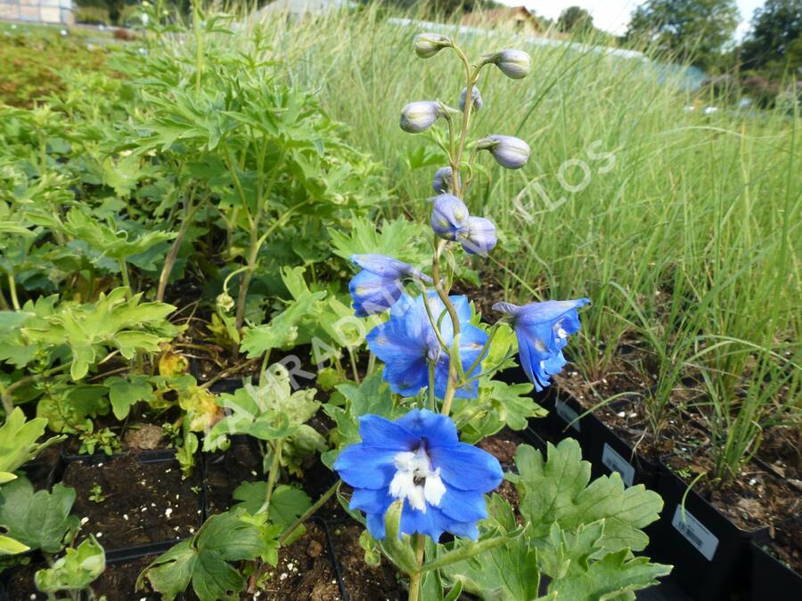 Ostrožka vyvýšená 'Royal Aspirations' - Delphinium elatum 'Royal Aspirations'