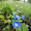 Ostrožka vyvýšená 'Royal Aspirations' - Delphinium elatum 'Royal Aspirations'