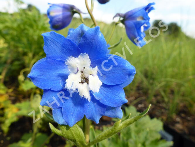 Ostrožka vyvýšená 'Royal Aspirations' - Delphinium elatum 'Royal Aspirations'