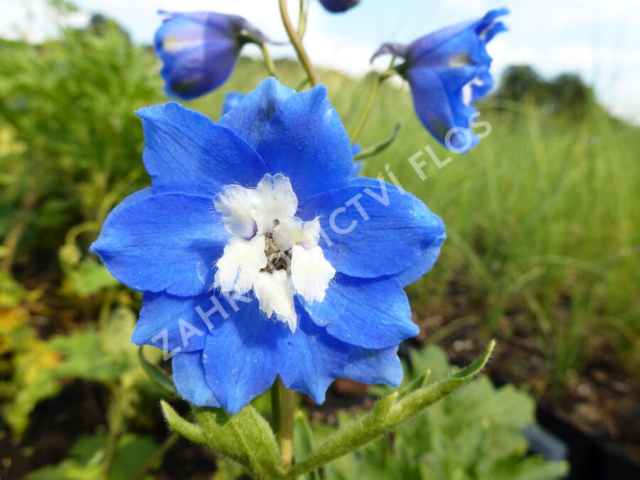 Ostrožka vyvýšená 'Royal Aspirations' - Delphinium elatum 'Royal Aspirations'