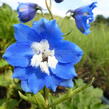 Ostrožka vyvýšená 'Royal Aspirations' - Delphinium elatum 'Royal Aspirations'