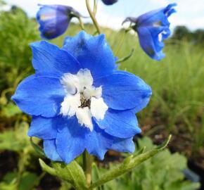 Ostrožka vyvýšená 'Royal Aspirations' - Delphinium elatum 'Royal Aspirations'