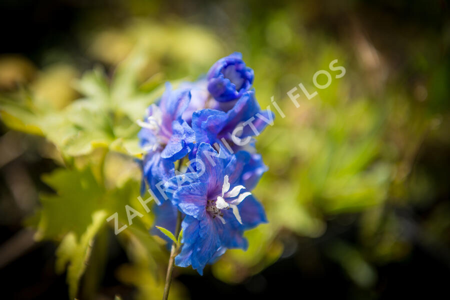 Ostrožka vyvýšená 'Royal Aspirations' - Delphinium elatum 'Royal Aspirations'