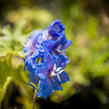 Ostrožka vyvýšená 'Royal Aspirations' - Delphinium elatum 'Royal Aspirations'