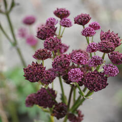 Jarmanka větší 'Primadonna' - Astrantia major 'Primadonna'