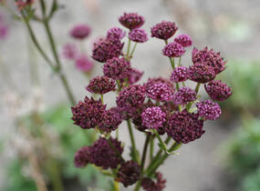 Jarmanka větší 'Primadonna' - Astrantia major 'Primadonna'