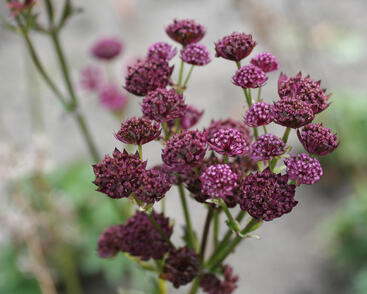 Jarmanka větší 'Primadonna'