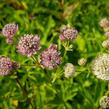 Jarmanka větší - Astrantia major