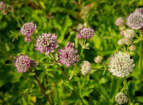 Jarmanka větší - Astrantia major