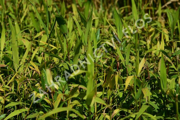 Plochoklásek ozdobný - Chasmanthium latifolium (Uniola)