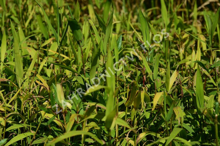 Plochoklásek ozdobný - Chasmanthium latifolium (Uniola)