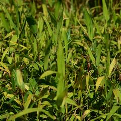 Plochoklásek ozdobný - Chasmanthium latifolium (Uniola)