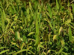 Plochoklásek ozdobný - Chasmanthium latifolium (Uniola)