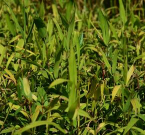 Plochoklásek ozdobný - Chasmanthium latifolium (Uniola)