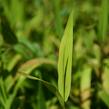 Plochoklásek ozdobný - Chasmanthium latifolium (Uniola)