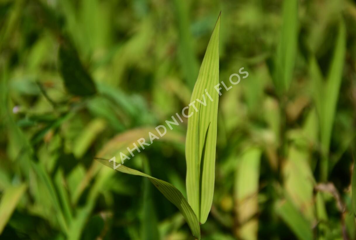 Plochoklásek ozdobný - Chasmanthium latifolium (Uniola)