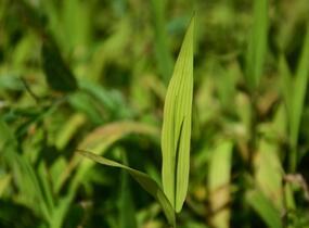 Plochoklásek ozdobný - Chasmanthium latifolium (Uniola)