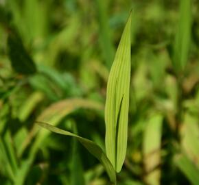 Plochoklásek ozdobný - Chasmanthium latifolium (Uniola)