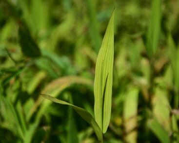 Plochoklásek ozdobný