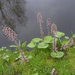 Devětsil lékařský - Petasites hybridus