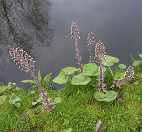Devětsil lékařský - Petasites hybridus