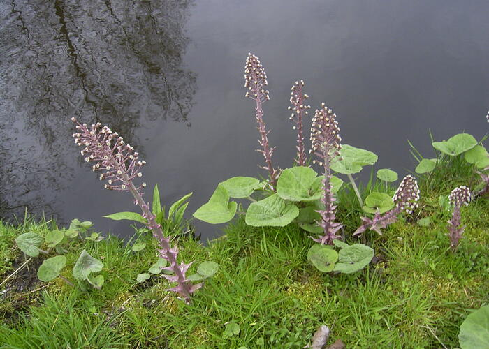 Devětsil lékařský - Petasites hybridus