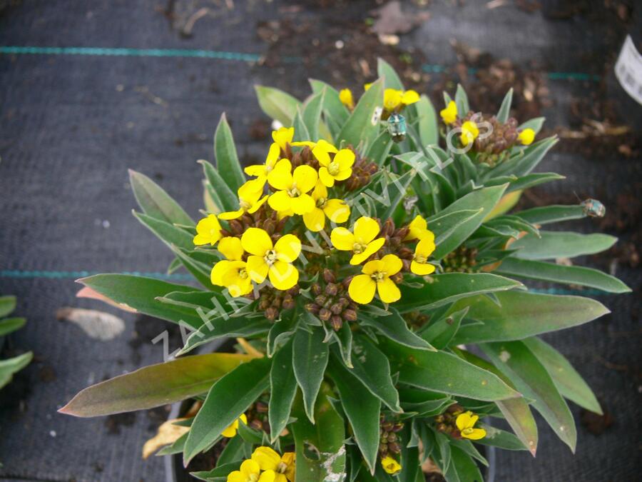 Chejr vonný 'Aida' - Cheiranthus cheiri 'Aida'