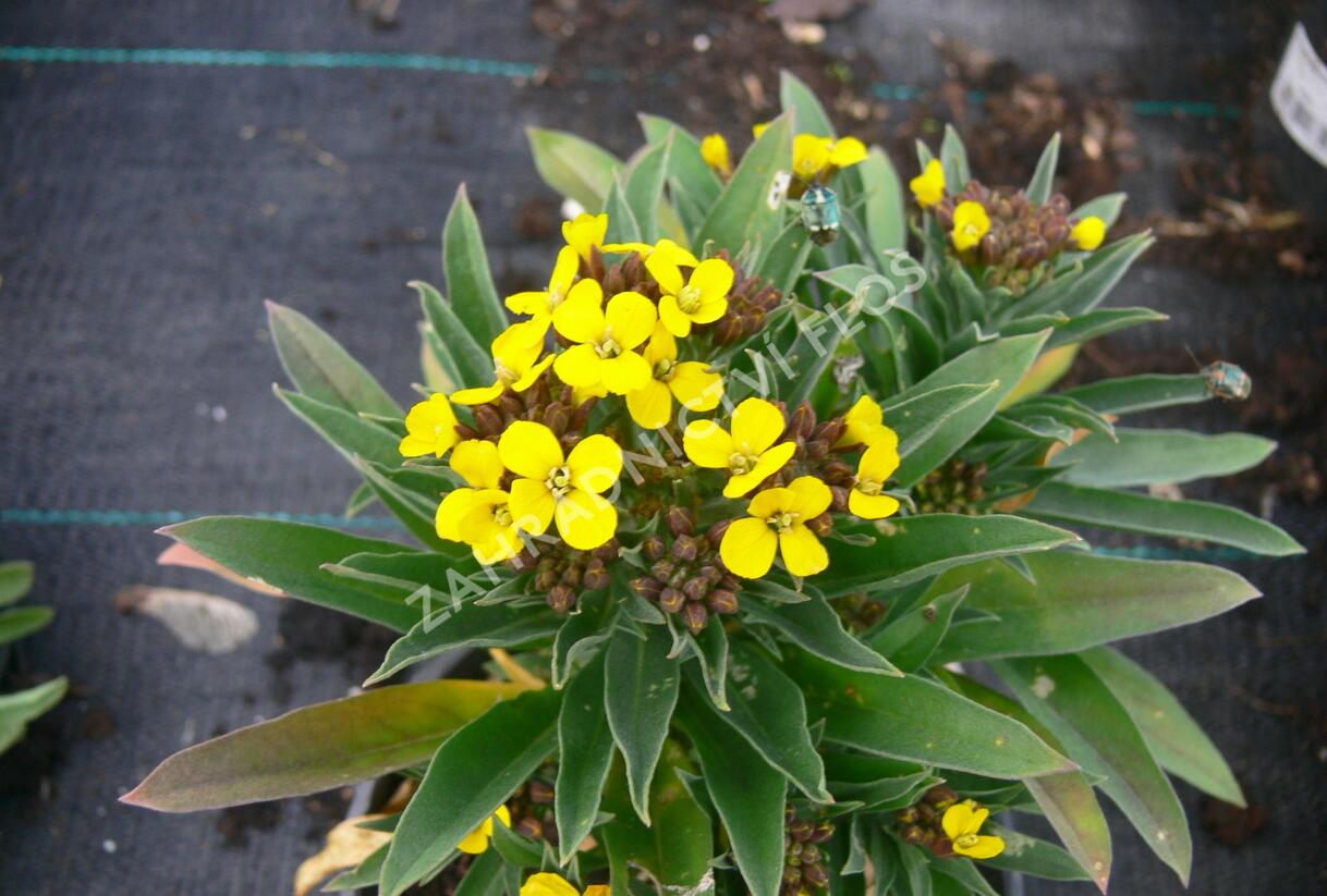 Chejr vonný 'Aida' - Cheiranthus cheiri 'Aida'