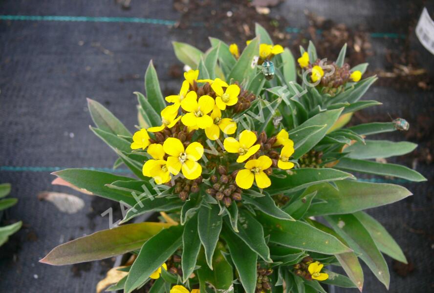 Chejr vonný 'Aida' - Cheiranthus cheiri 'Aida'