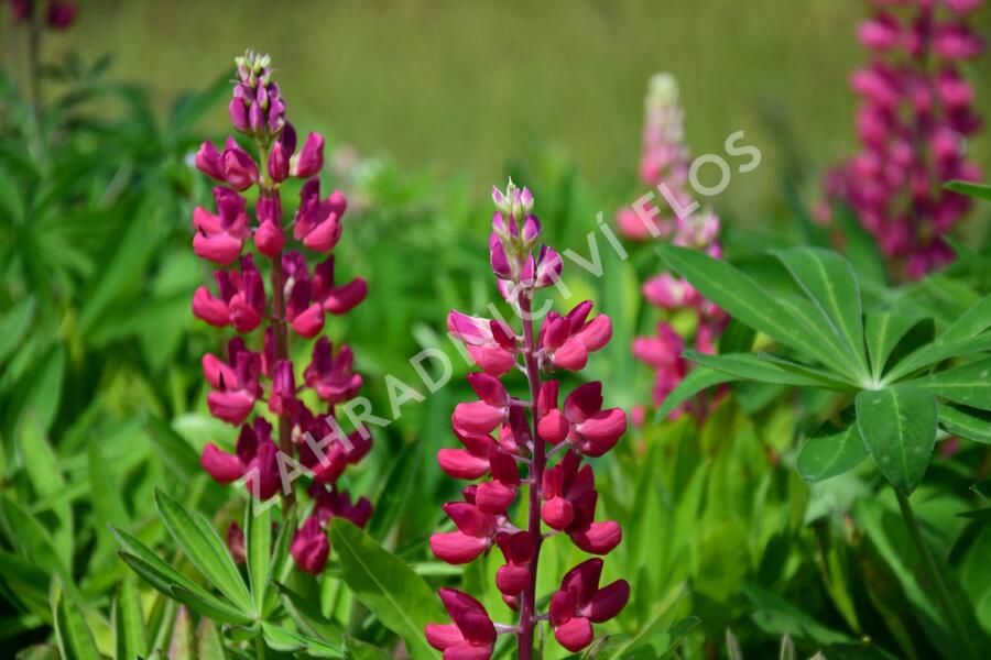 Lupina 'Russell Mein Schloß' - Lupinus polyphyllus 'Russell Mein Schloß'