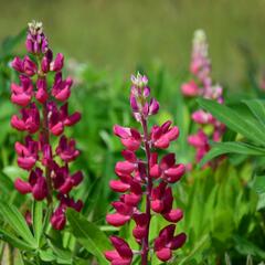 Lupina 'Russell Mein Schloß' - Lupinus polyphyllus 'Russell Mein Schloß'