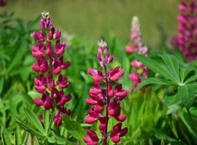 Lupina mnoholistá 'Russel Mein Schloß' - Lupinus polyphyllus 'Russel Mein Schloß'
