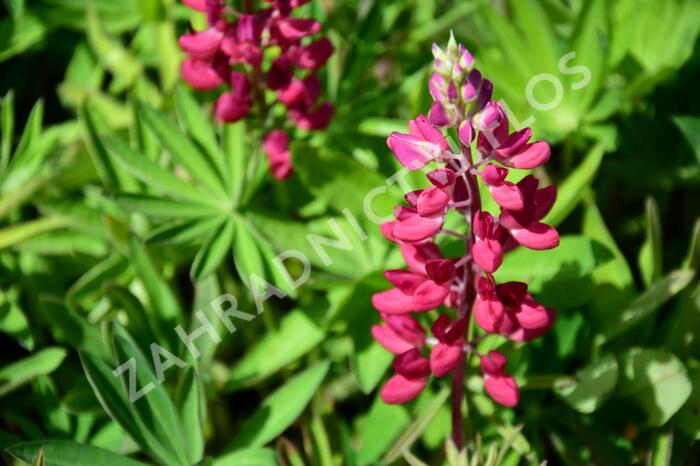 Lupina 'Russell Mein Schloß' - Lupinus polyphyllus 'Russell Mein Schloß'