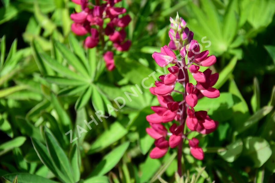Lupina 'Russell Mein Schloß' - Lupinus polyphyllus 'Russell Mein Schloß'