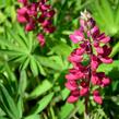 Lupina 'Russell Mein Schloß' - Lupinus polyphyllus 'Russell Mein Schloß'