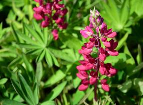 Lupina mnoholistá 'Russel Mein Schloß' - Lupinus polyphyllus 'Russel Mein Schloß'