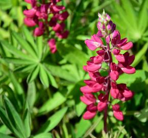 Lupina 'Russell Mein Schloß' - Lupinus polyphyllus 'Russell Mein Schloß'