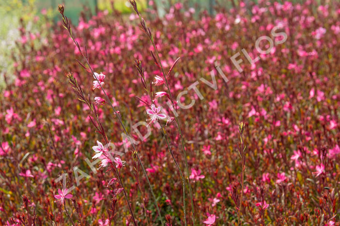 Svíčkovec 'Gambit Rose' - Gaura lindheimeri 'Gambit Rose'