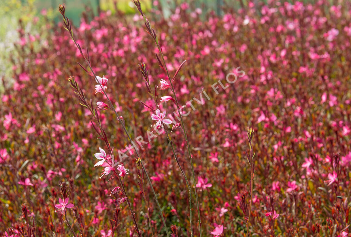 Svíčkovec 'Gambit Rose' - Gaura lindheimeri 'Gambit Rose'