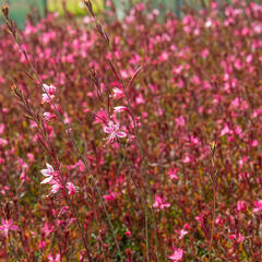 Svíčkovec 'Gambit Rose' - Gaura lindheimeri 'Gambit Rose'